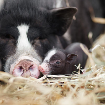 pigs-snuggling