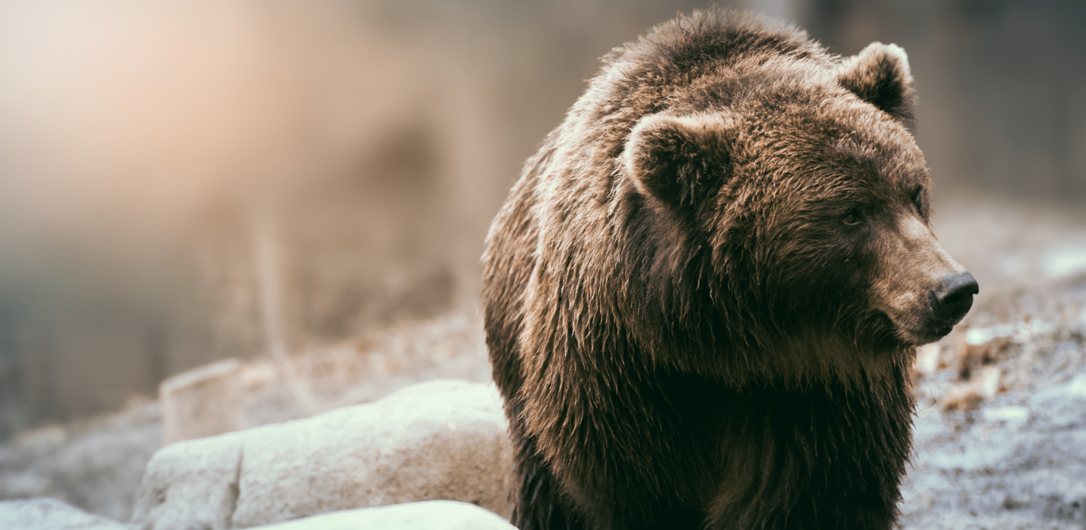 Young Grizzly Bear Killed to Protect Montana’s Cattle Industry