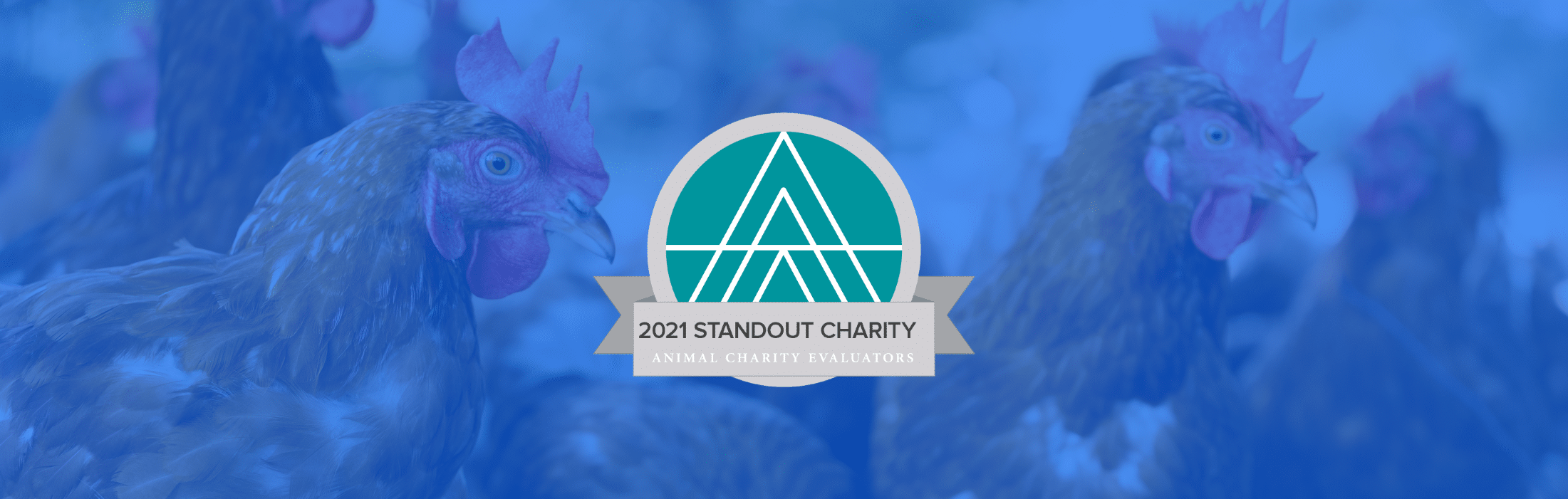 Mercy For Animals Named “Standout Charity” by Animal Charity Evaluators