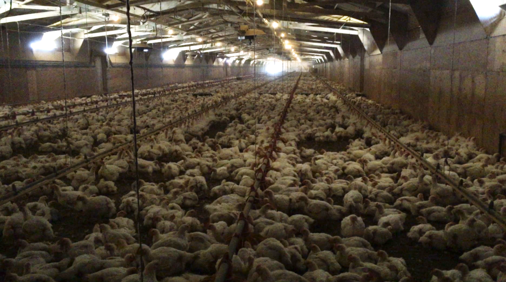 Reasons to stop eating chicken. Thousands of chickens crammed together in a dim shed without windows. 