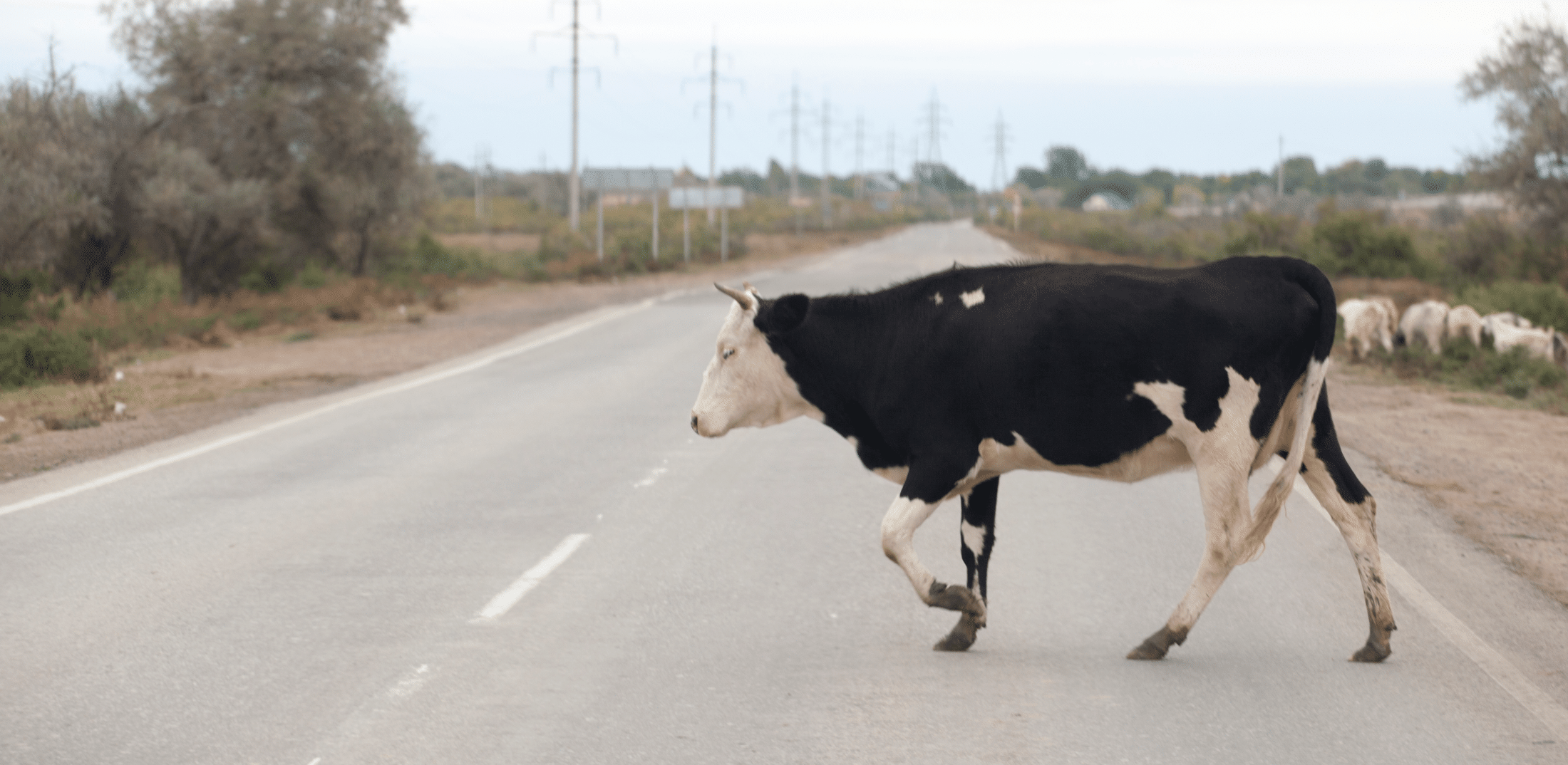 Injured Cows Shot After Transport Truck Crashes On Oregon Freeway