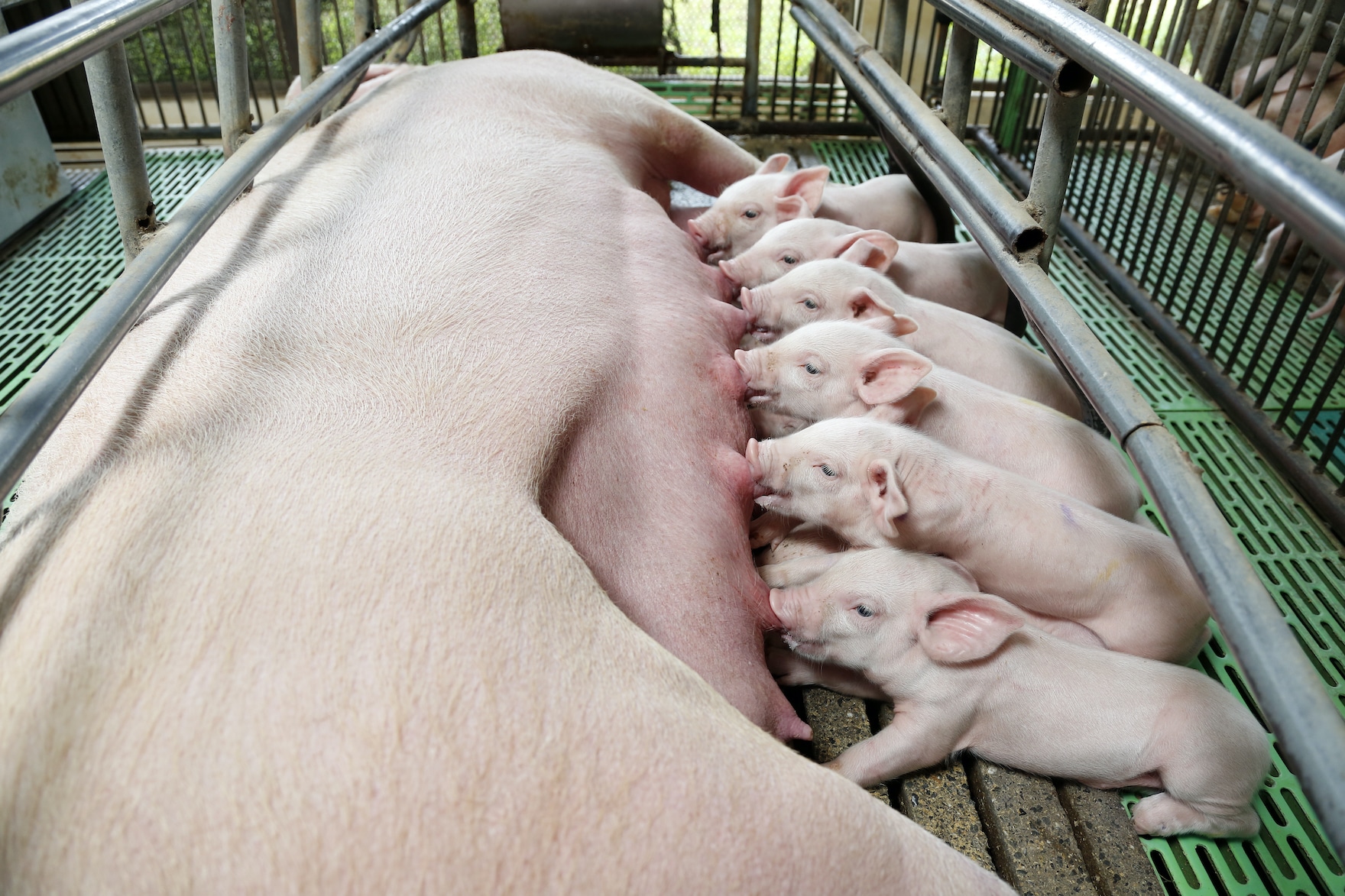 Piglets Farrowing Crate