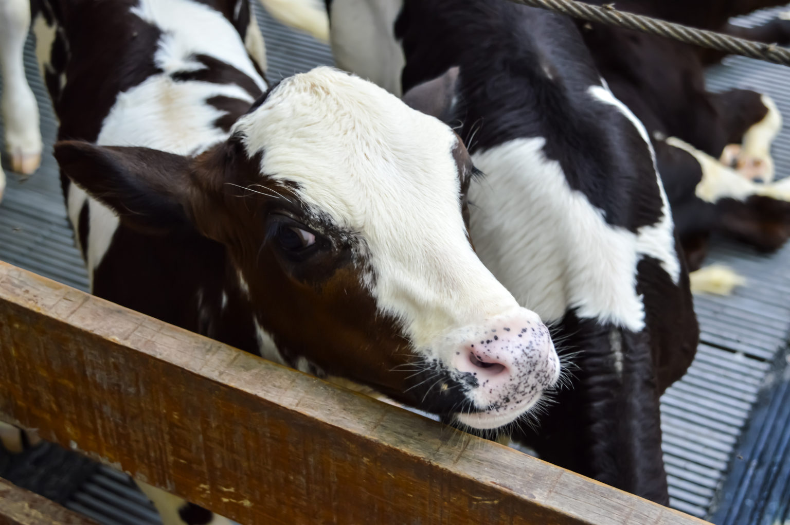 Eating Babies: The Ugly Truth About the Veal Industry