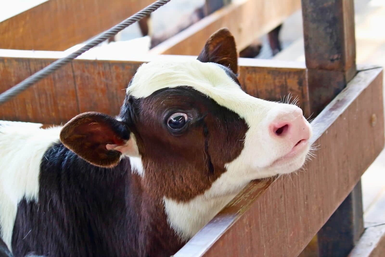 Eating Babies: The Ugly Truth About the Veal Industry