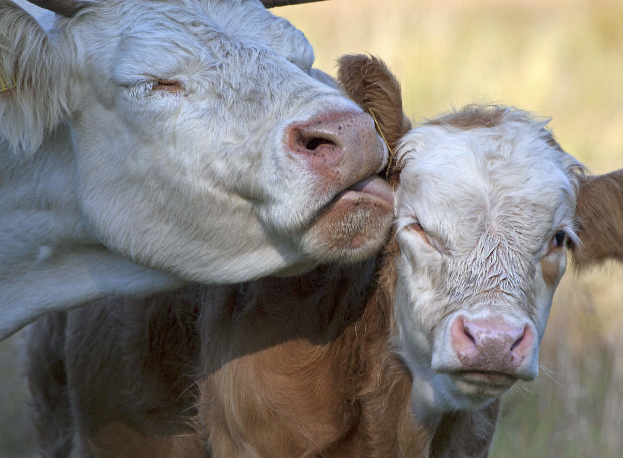 Eating Babies The Ugly Truth About the Veal Industry