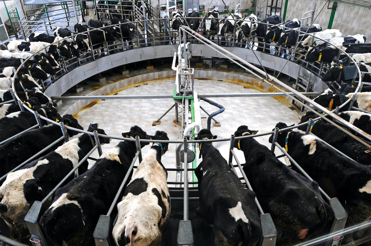 Is Dairy Farming Cruel to Cows? - The New York Times