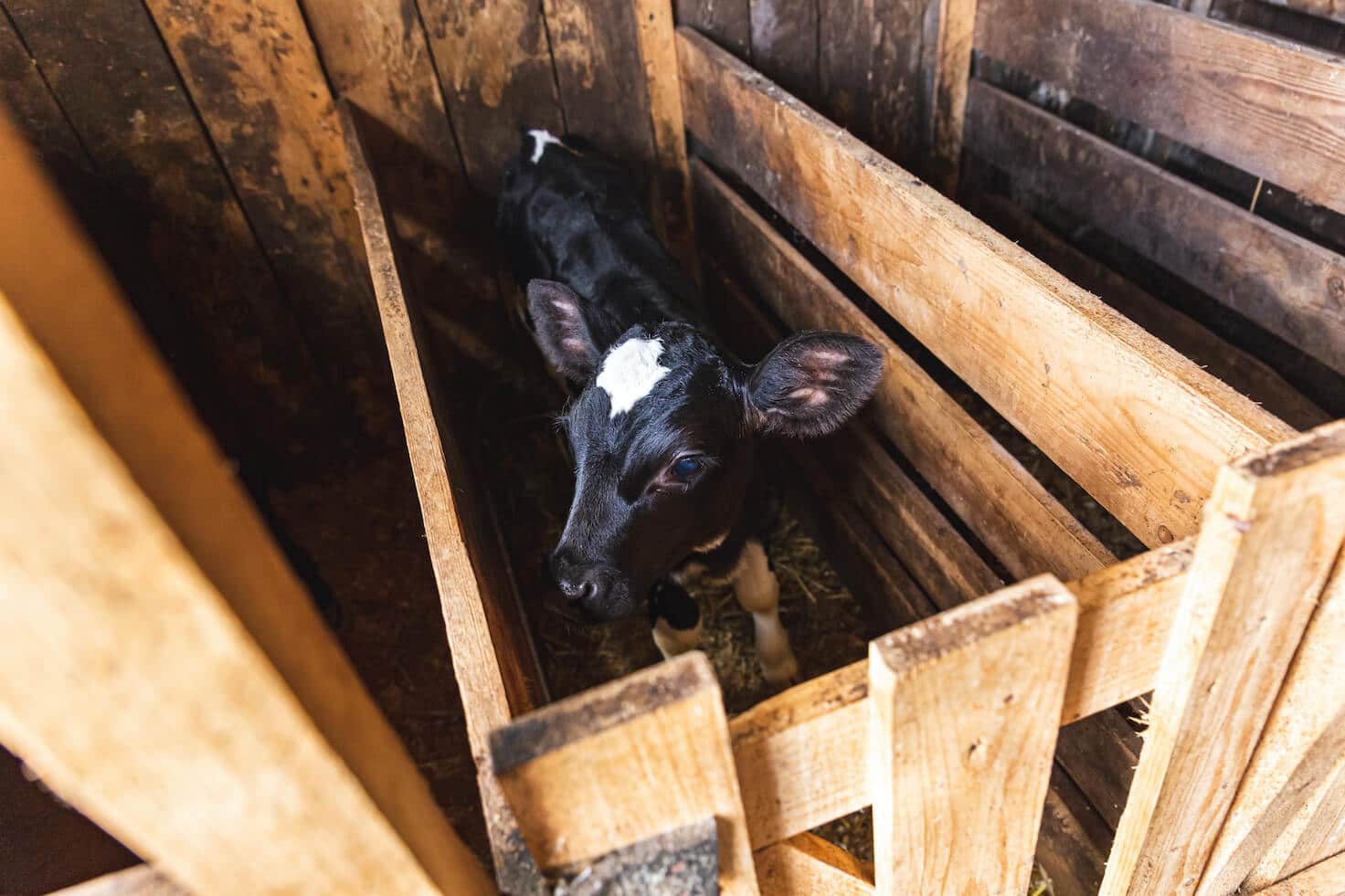 Plastic Veal Crates