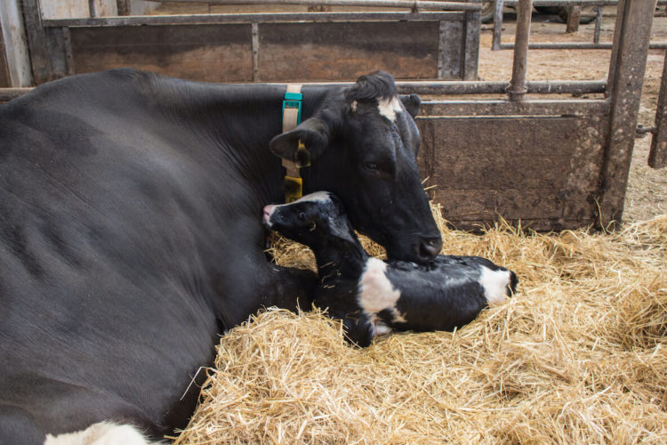 Eating Babies The Ugly Truth About the Veal Industry