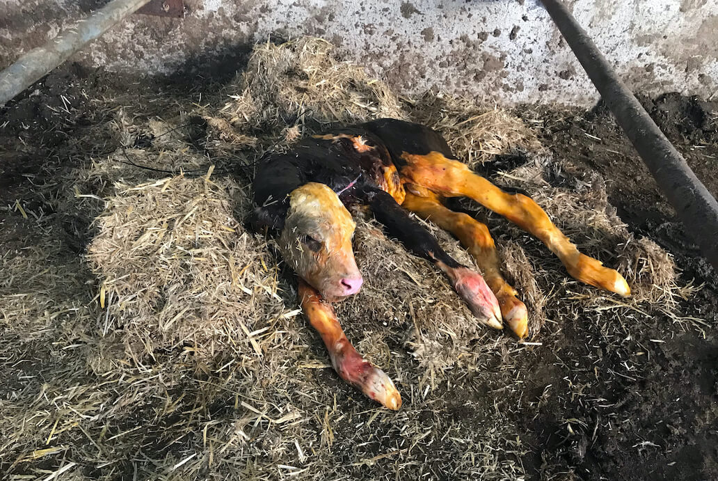 https://file-cdn.mercyforanimals.org/mercy4animals.wpengine.com/sites/517/2022/05/Newborn-Calf-Alone.jpg