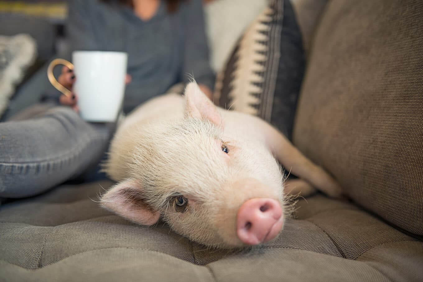 Meet Pilo a Pig Being Raised as a Dog for a Scientific Study