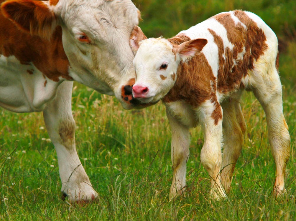 momma cow kissing calf