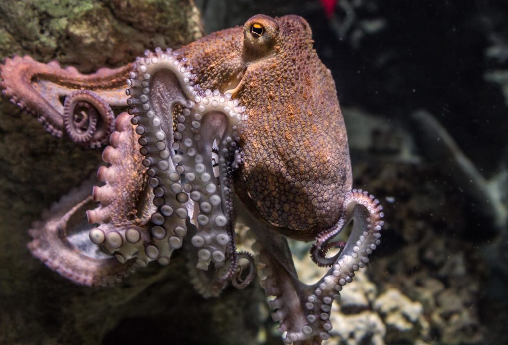 Sign the petition to stop octopus farming