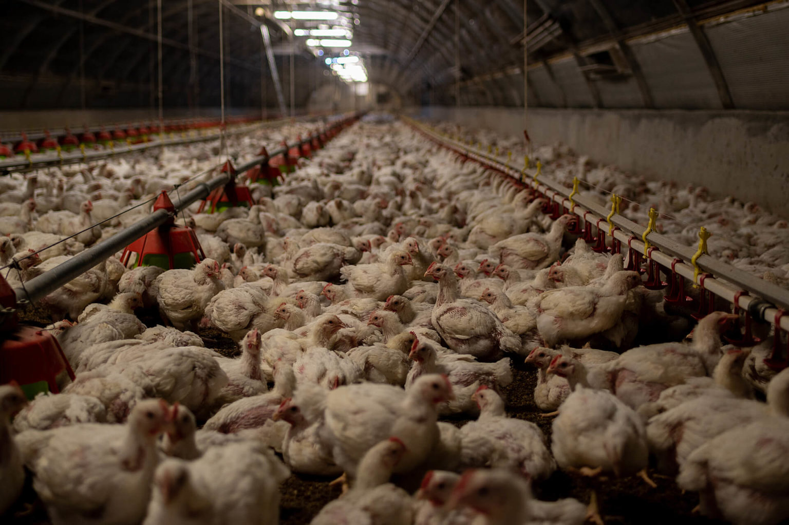 Workers Left Crying And Shaking After Witnessing Chickens Die   WAM22898 1536x1022 