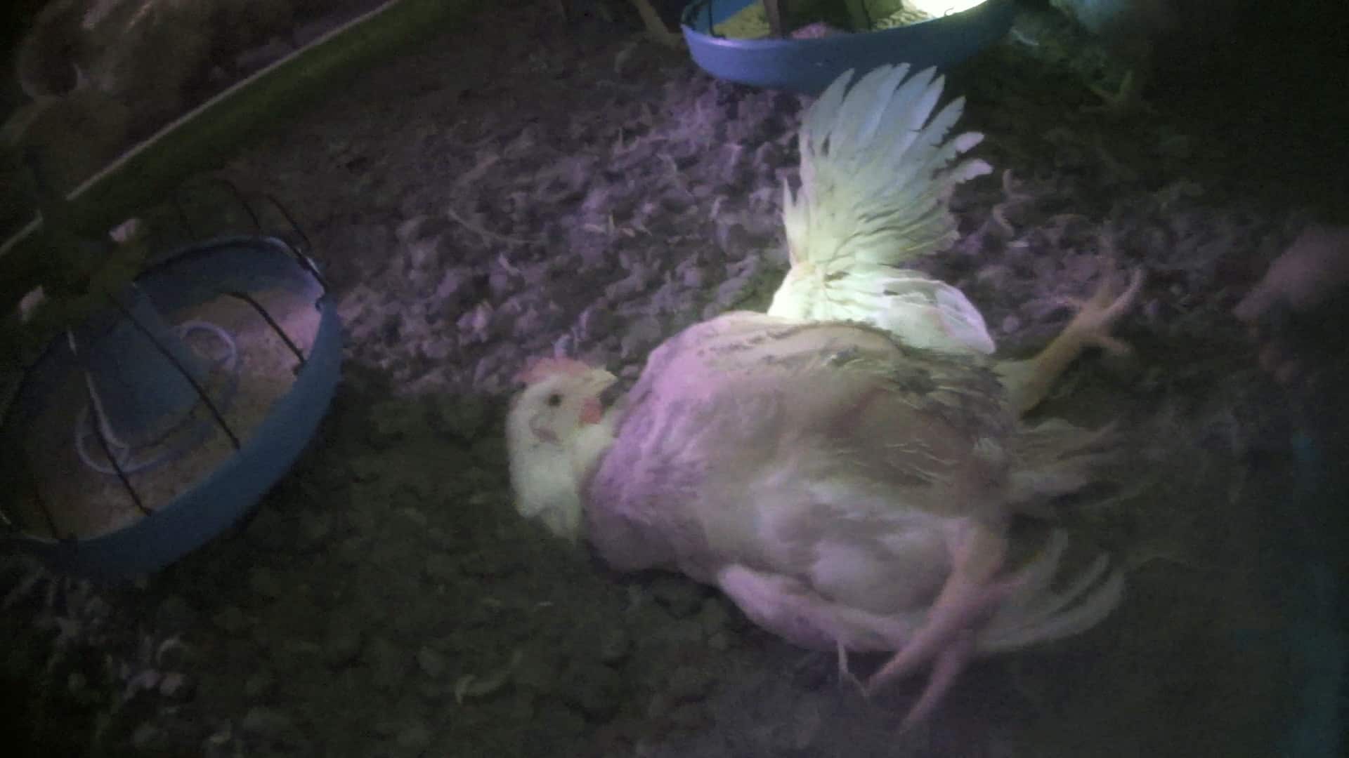 Modern Chicken Farms Are So Bad That Millions of Animals Die Every Week