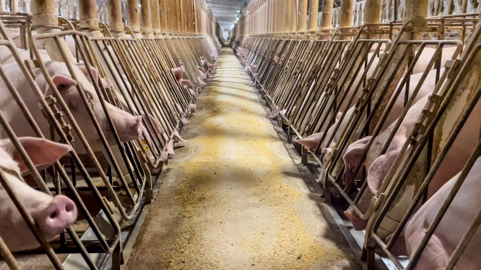 Breaking Investigation: Horrific Conditions Drive Mother Pigs Mad