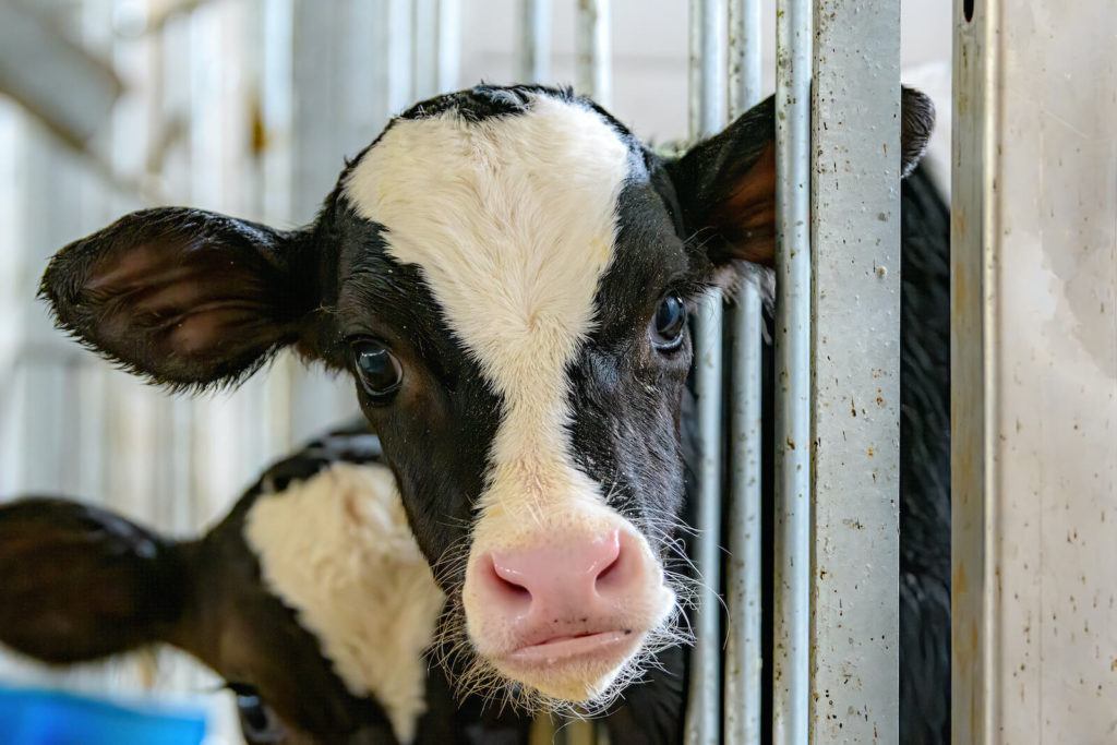 How One Bull with a Deadly Mutation Sired 16,000 Daughters