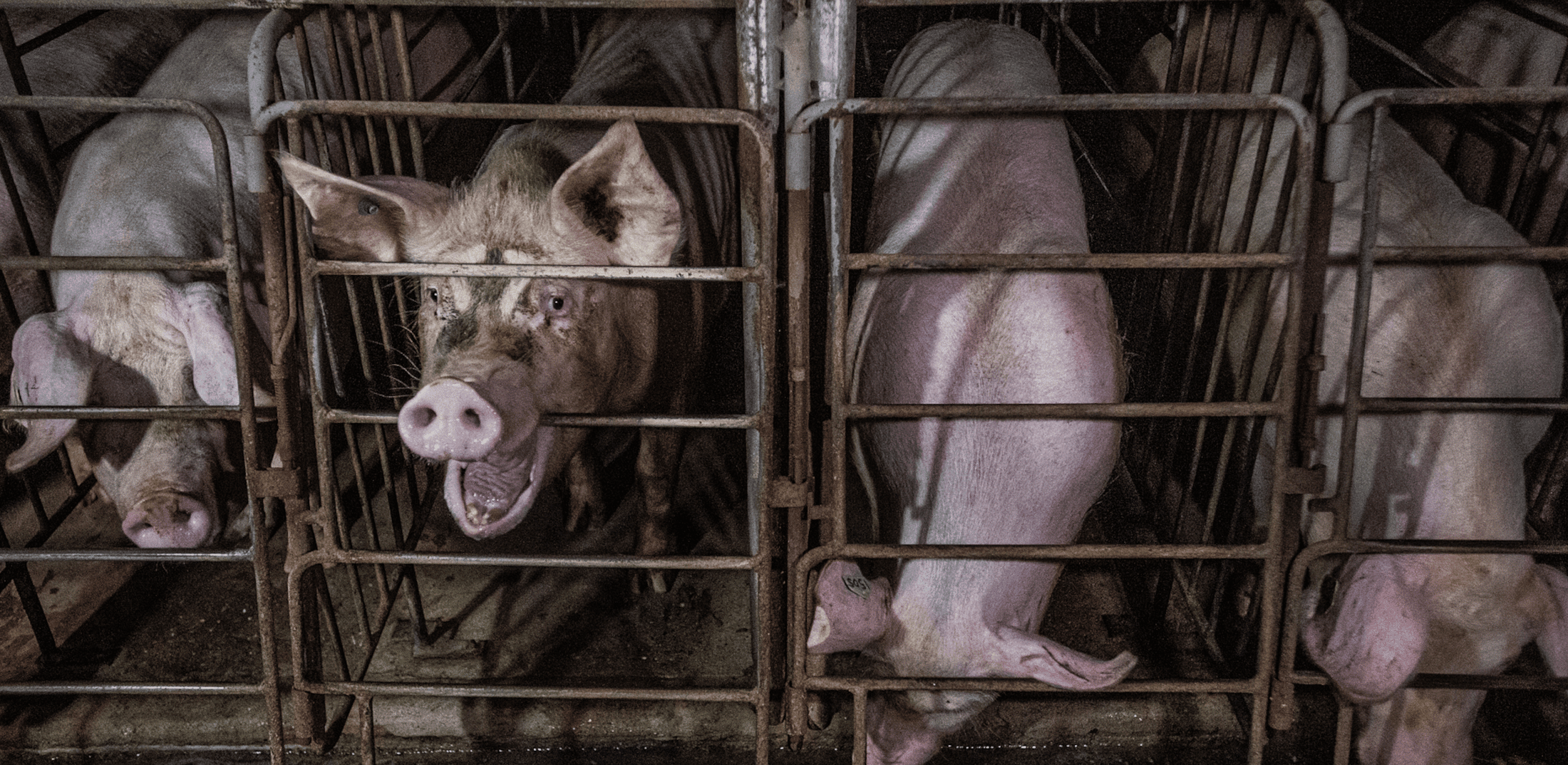 Animal Protection Law