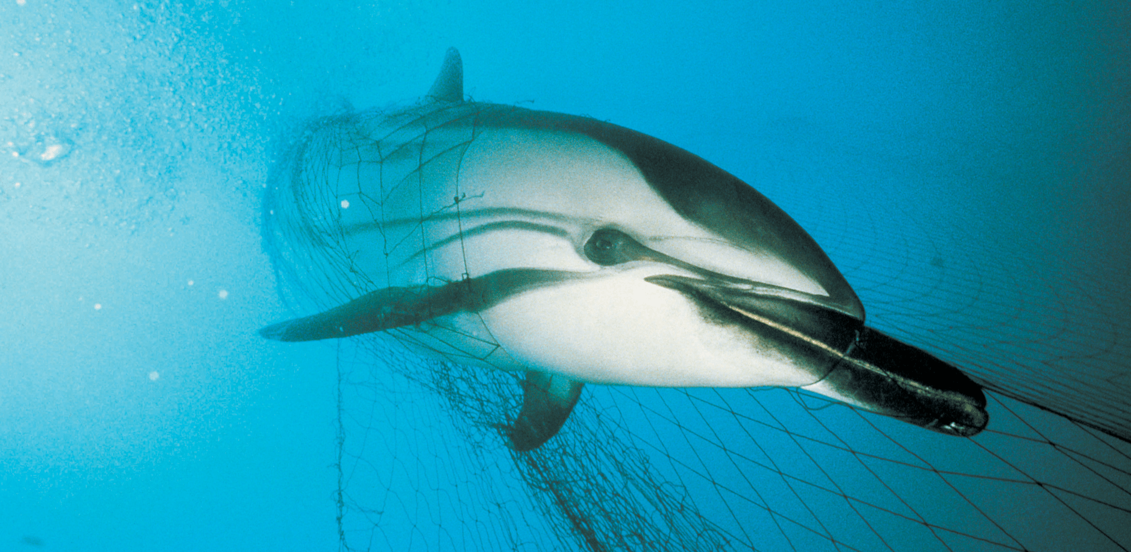 Biden Bans Swordfish Drift Gillnets in US