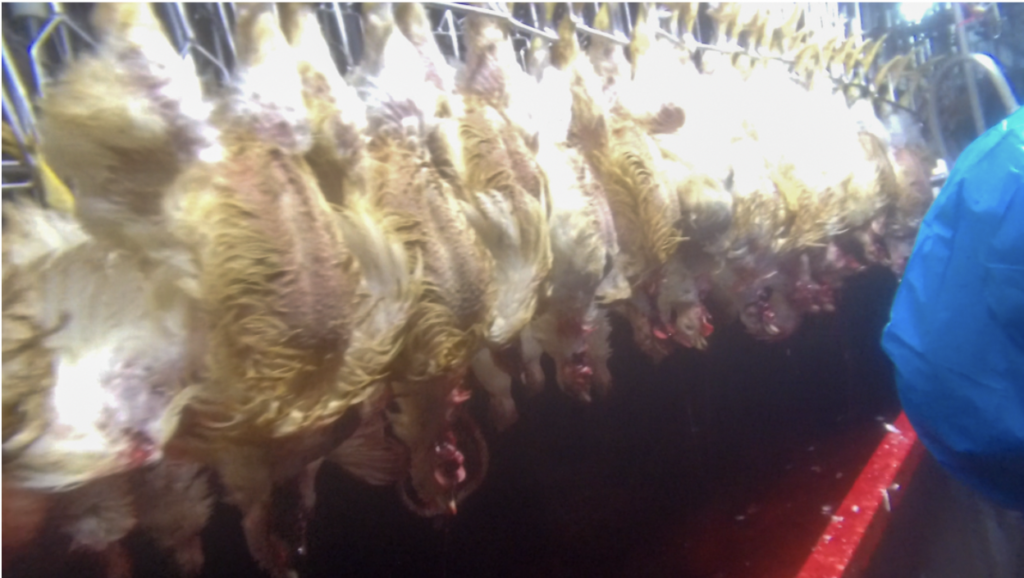 chickens hanging upside down in a slaughter house at a Chipotle chicken supplier