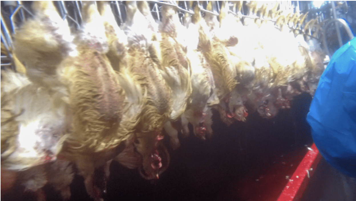 chickens hanging upside down in a slaughter house at a Chipotle chicken supplier