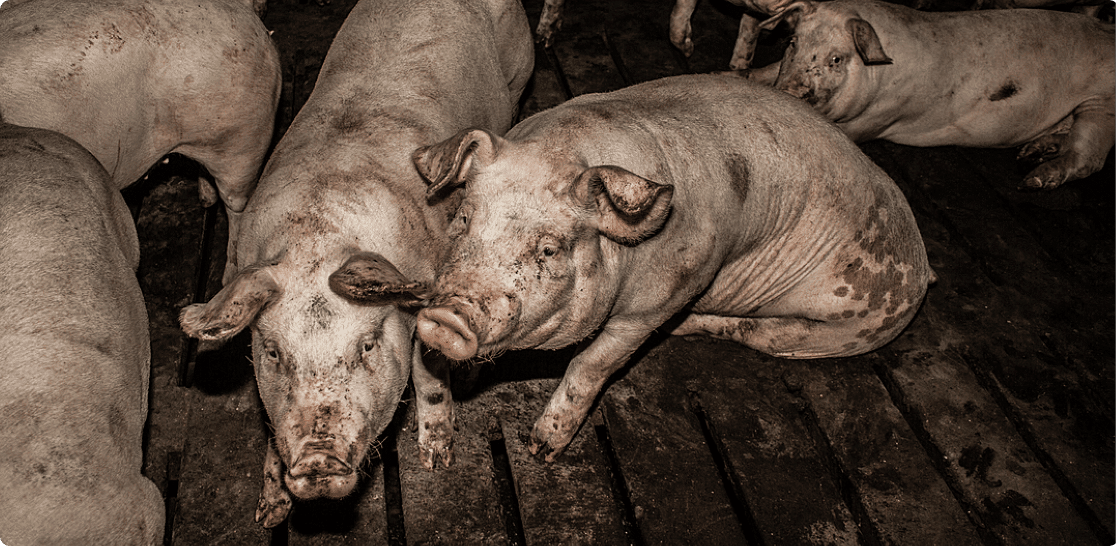 pigs on a factory farm