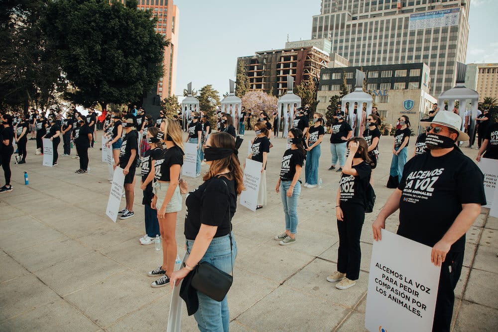 Mercy For Animals Holds Its Largest Demonstration Ever