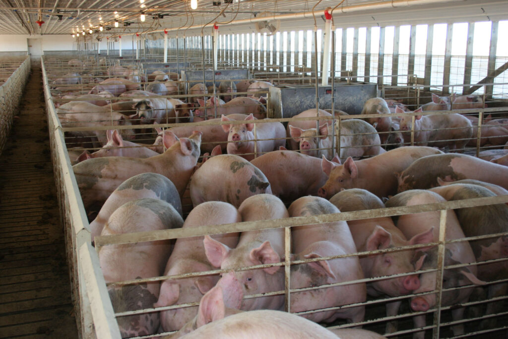 Pigs crowded on factory farm. 