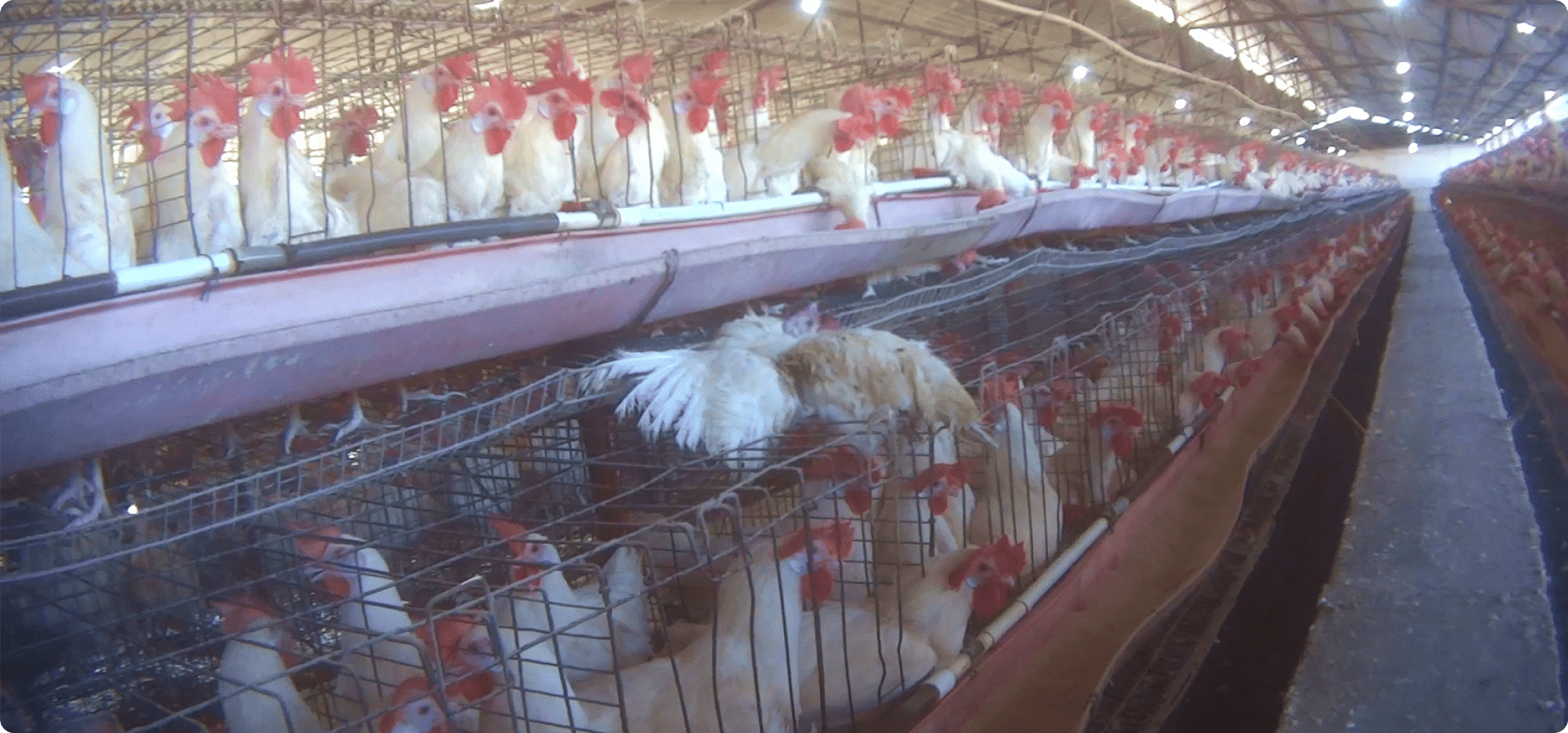 Hens on egg farm