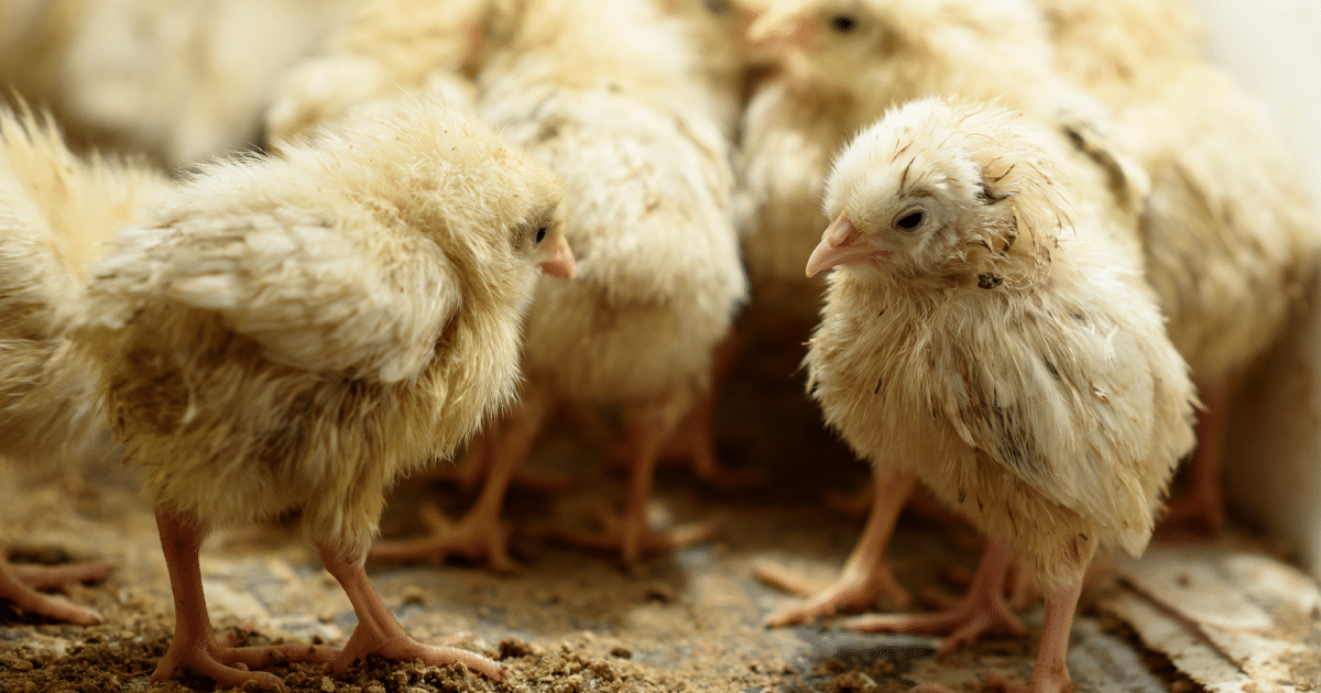 chicks-ground-up-alive