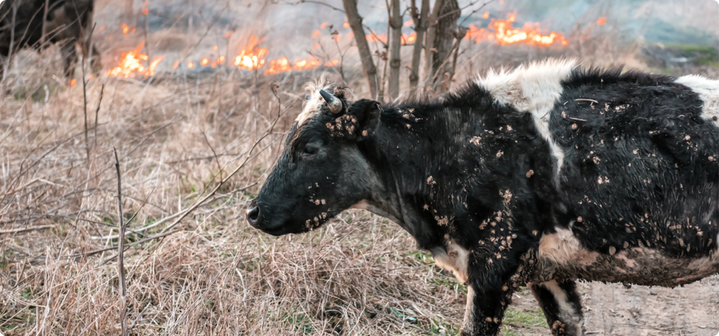18,000 Cows Died in the “Deadliest Fire Involving Cattle We Know Of”