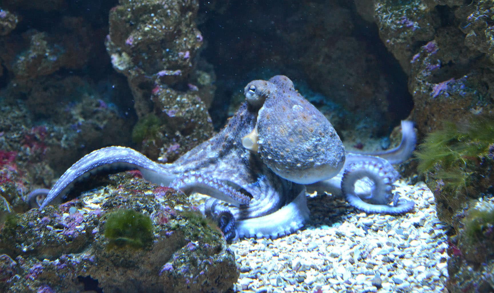 wild octopus on the ocean floor
