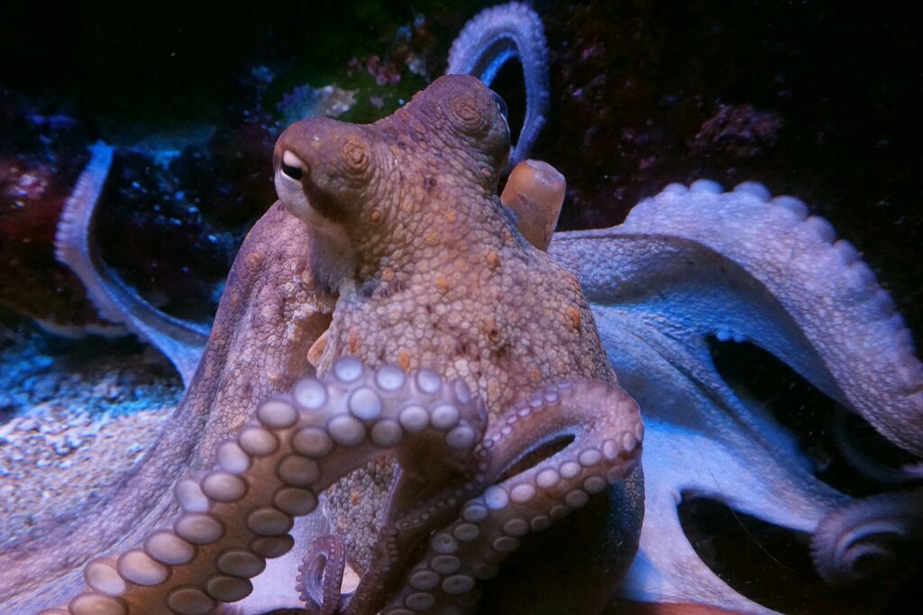 wild octopus underwater looking at the camera. 