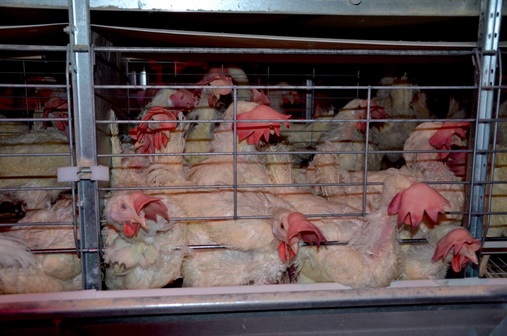 a group of hens trapped in a crowded "enriched" cage similar to the cages used by Burnbrae Farms