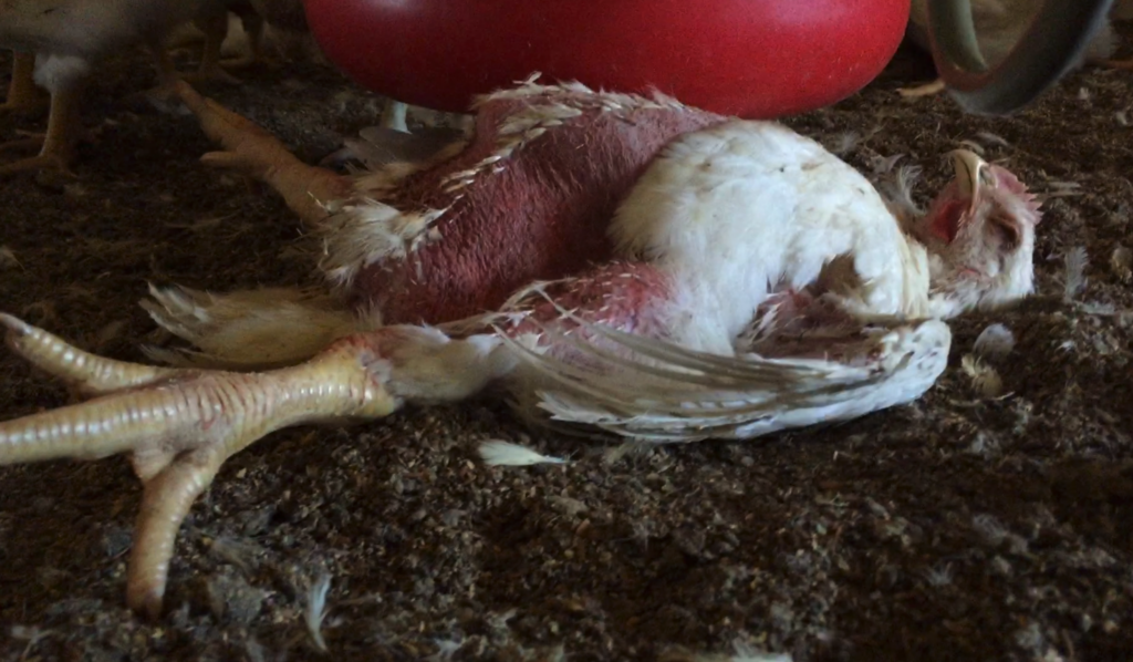 Reasons to stop eating chicken. A chicken unable to stand laying on his or her back. A bright red feather-less belly indicates ammonia burns from sitting on the dirty floor. 