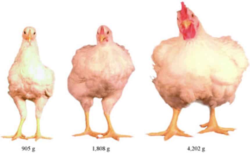 Reasons to stop eating chicken. 
A photo showing three chickens from a study thjat show how chickens were selectively bred over time to grow ultra large and fast. The left-hand chicken is a breed from 1957. The middle chicken is a breed from 1978. The right-hand one is a breed from 2005. 