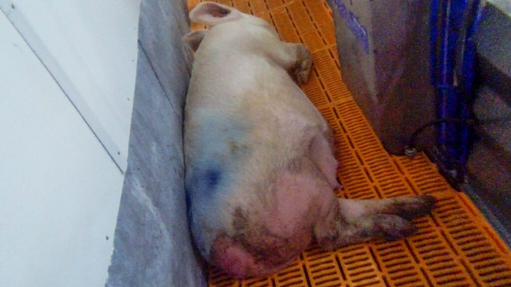 Downed pig laying on the floor in factory farm.