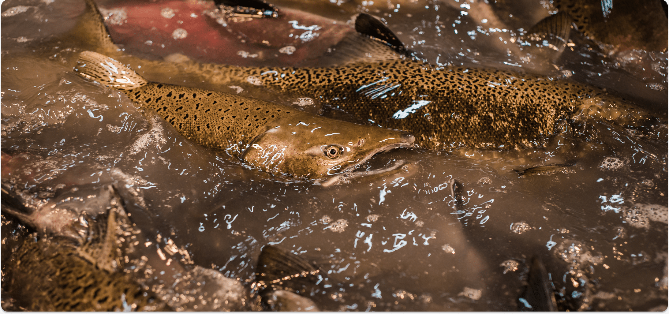 Iceland, Open-Net Fish Farms, and the Final Frontier for Wild Atlantic  Salmon - Patagonia Stories