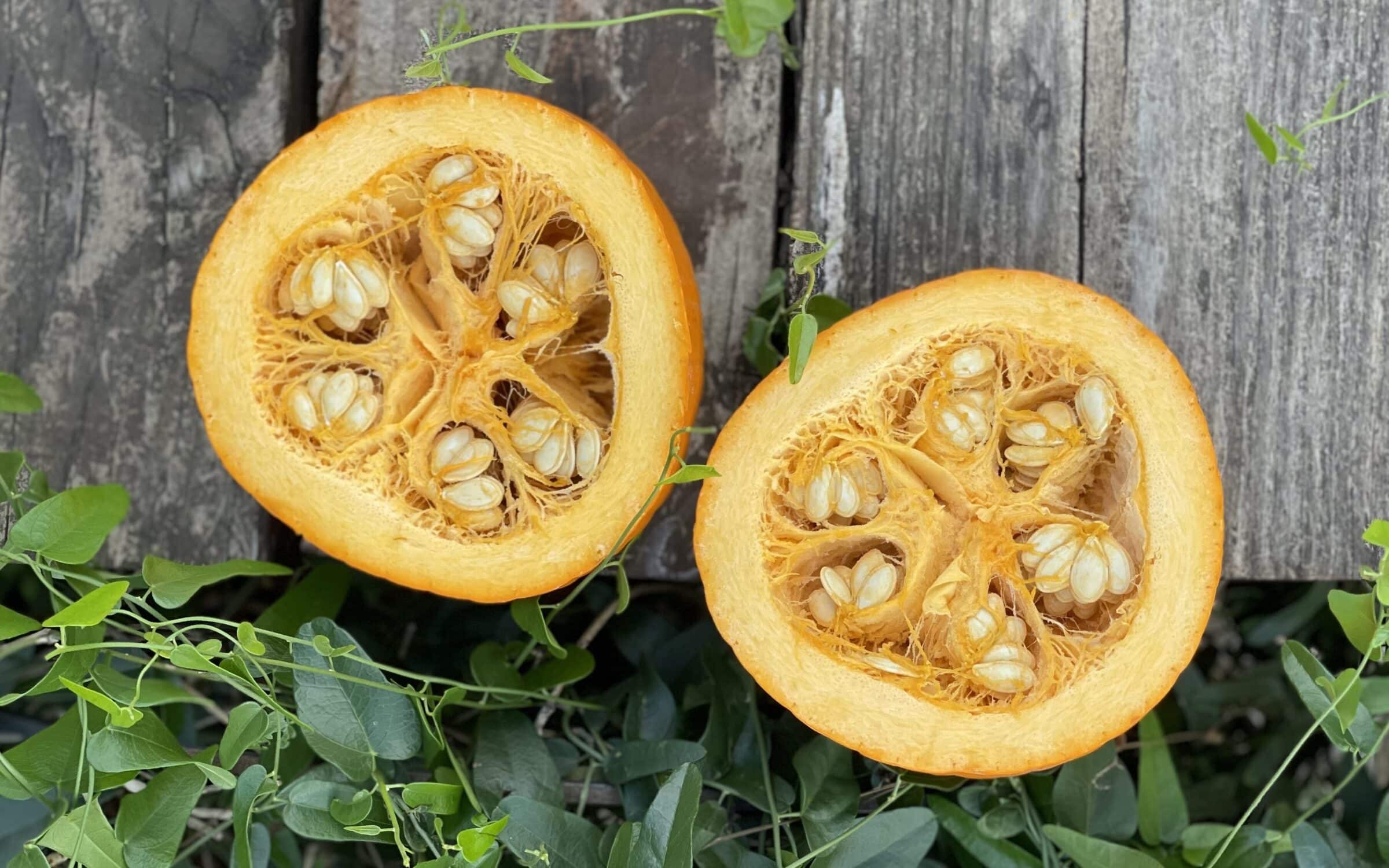Pumpkin Seeds and Recipes
