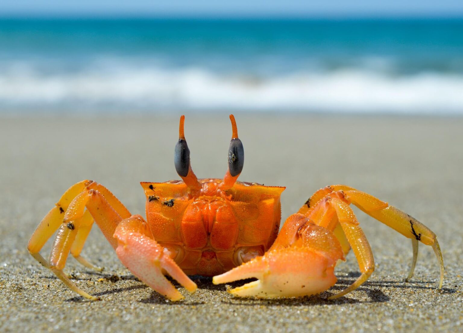 Surprising Crab Facts You Need to Know!