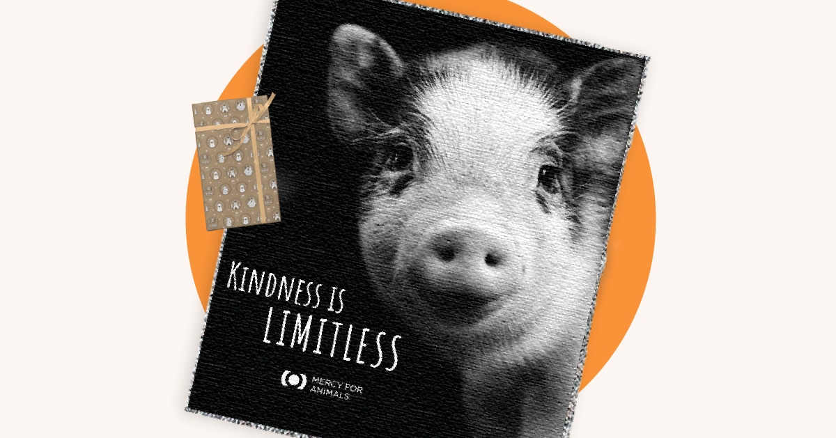 Mercy For Animals merch pig blanket