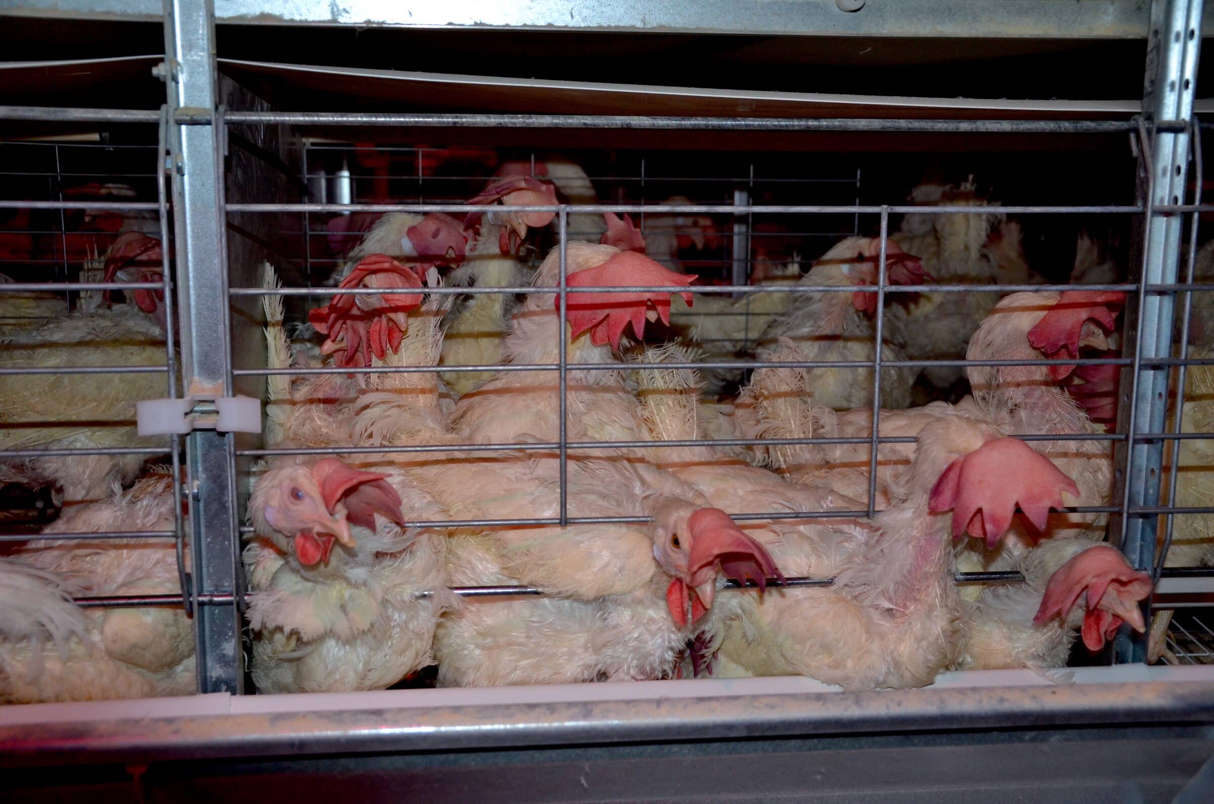 Hens in enriched cages similar to those used at Burnbrae Farms egg farms. 