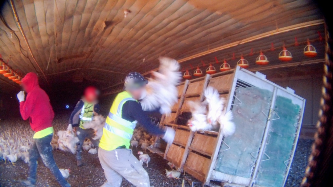 Workers violently slamming chickens into crates for in undercover investigation of Pilgrim's Pride chicken suppliers in Kentucky.