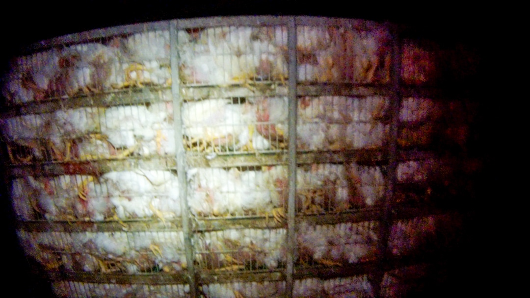 Chickens, many injured, stuffed inside crates and unable to move at a Pilgrim's Pride chicken supplier.