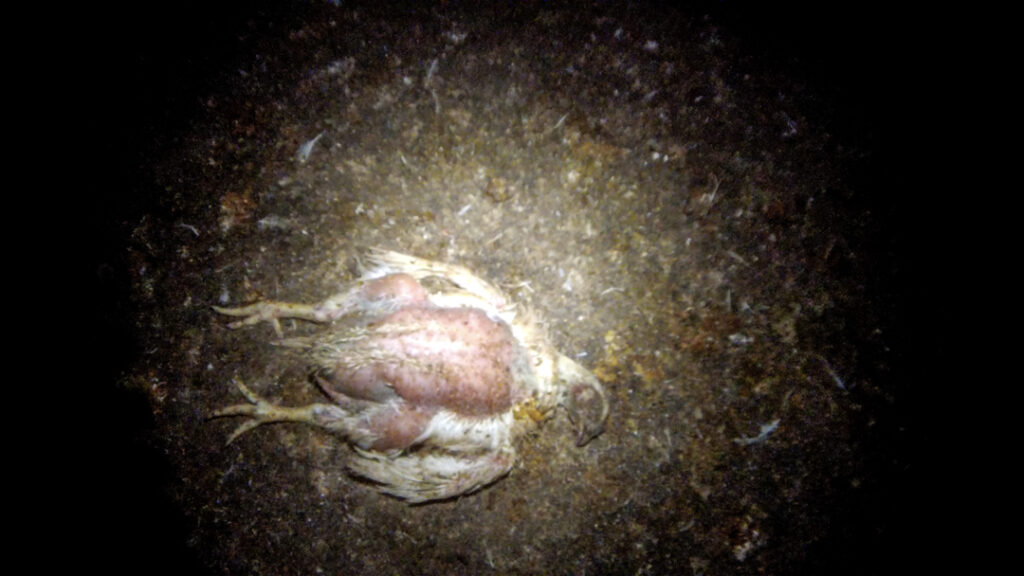 Dead or dying chicken unable to stand or walk at Pilgrim's Pride chicken supplier during undercover investigation