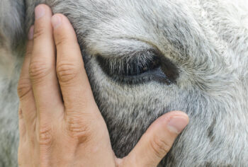 What Is Ag-Gag? Your Questions Answered.