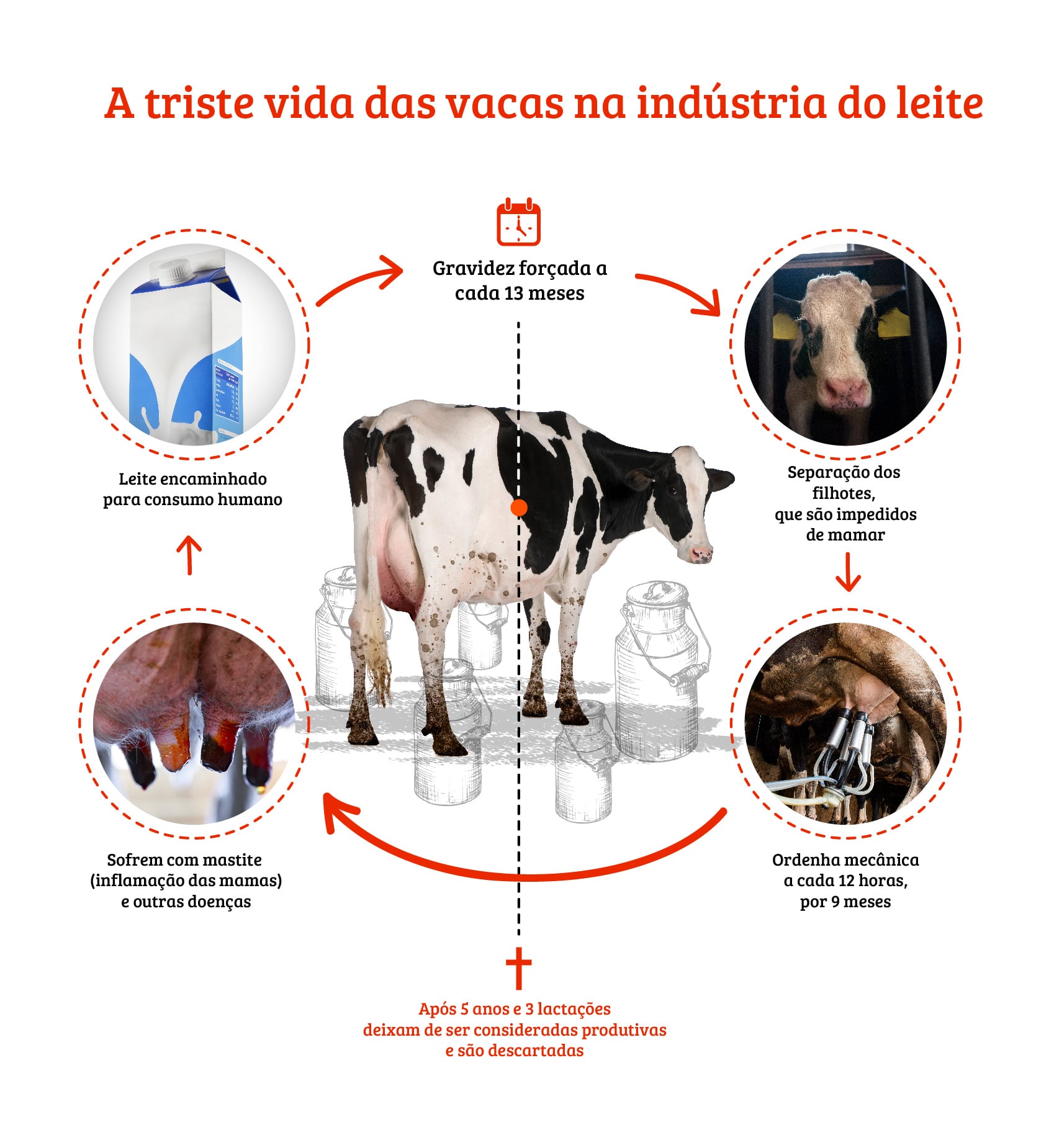 Como é produzido o leite de vaca