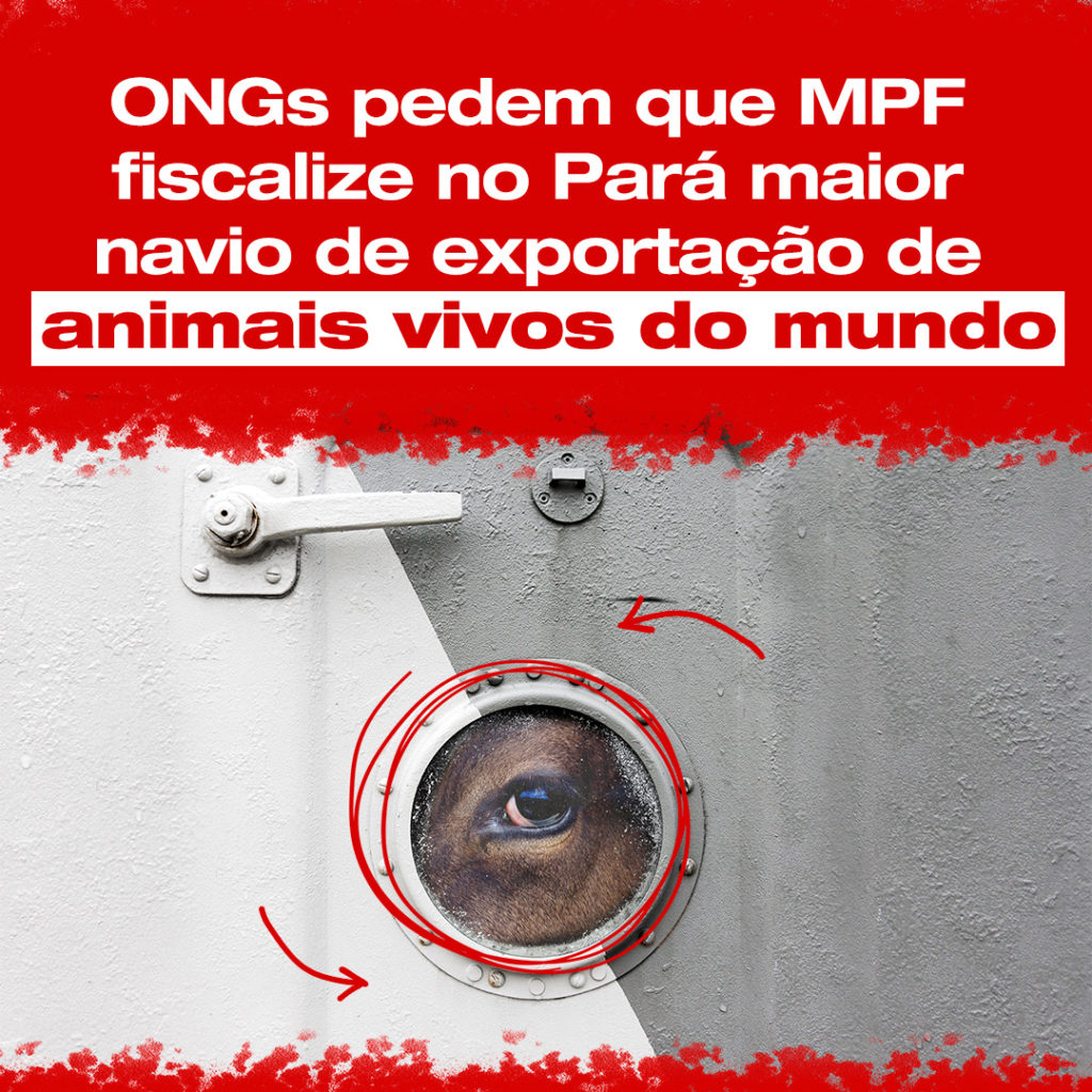 ONGs pedem que MPF fiscalize no Pará maior navio de exportação de animais vivos do mundo