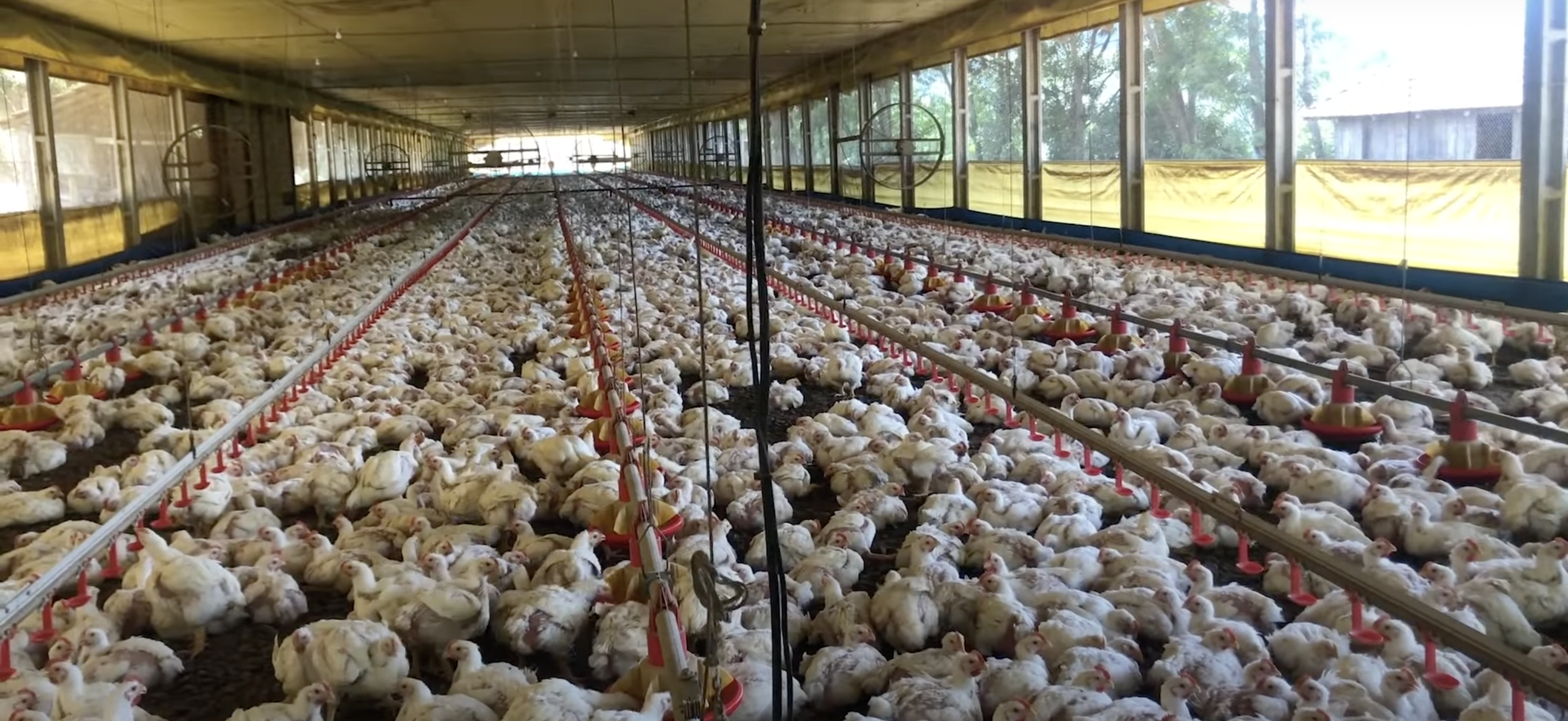 Frangos confinados em granjas
