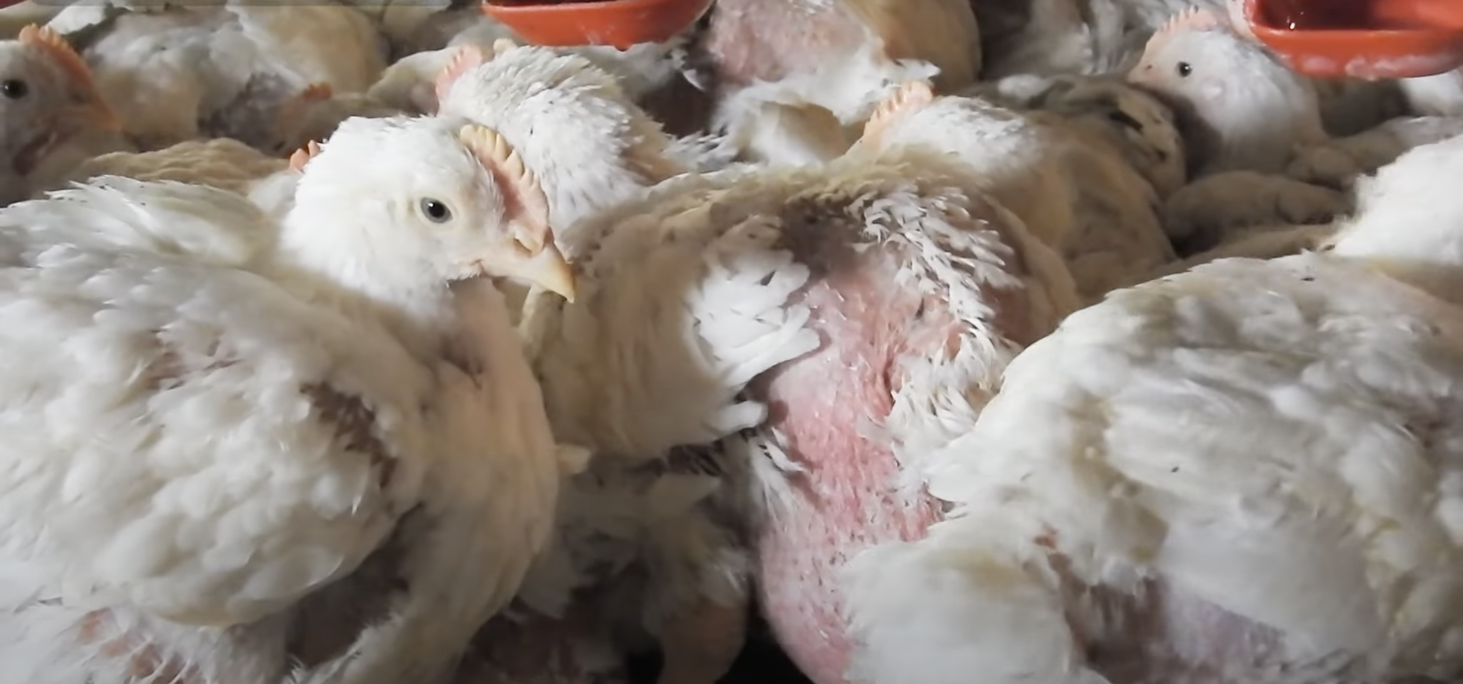 Frangos criados pela indústria