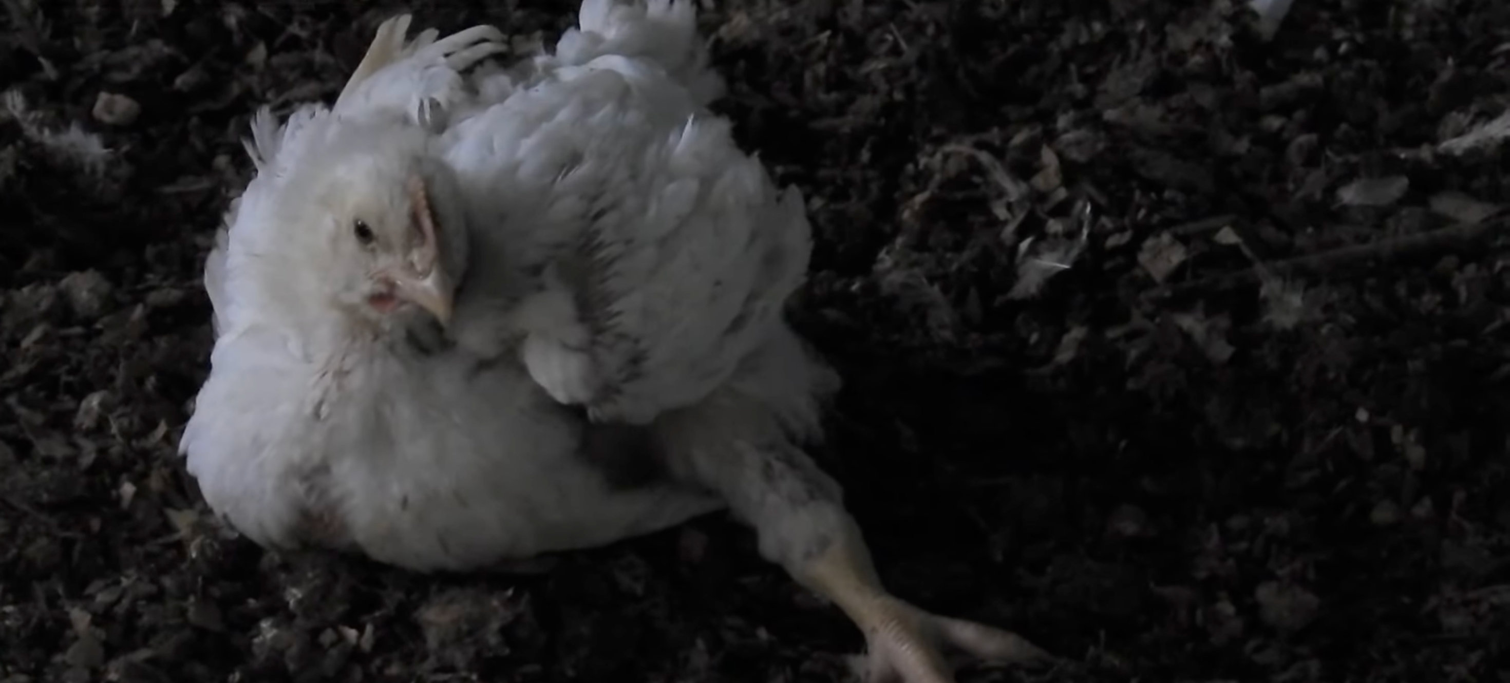 Frangos explorados na indústria